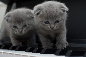 Two gray kittens standing on piano keys