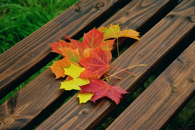 Leaves on a bench - like you'll see in Auburn park.