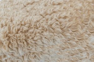 Carpet fiber